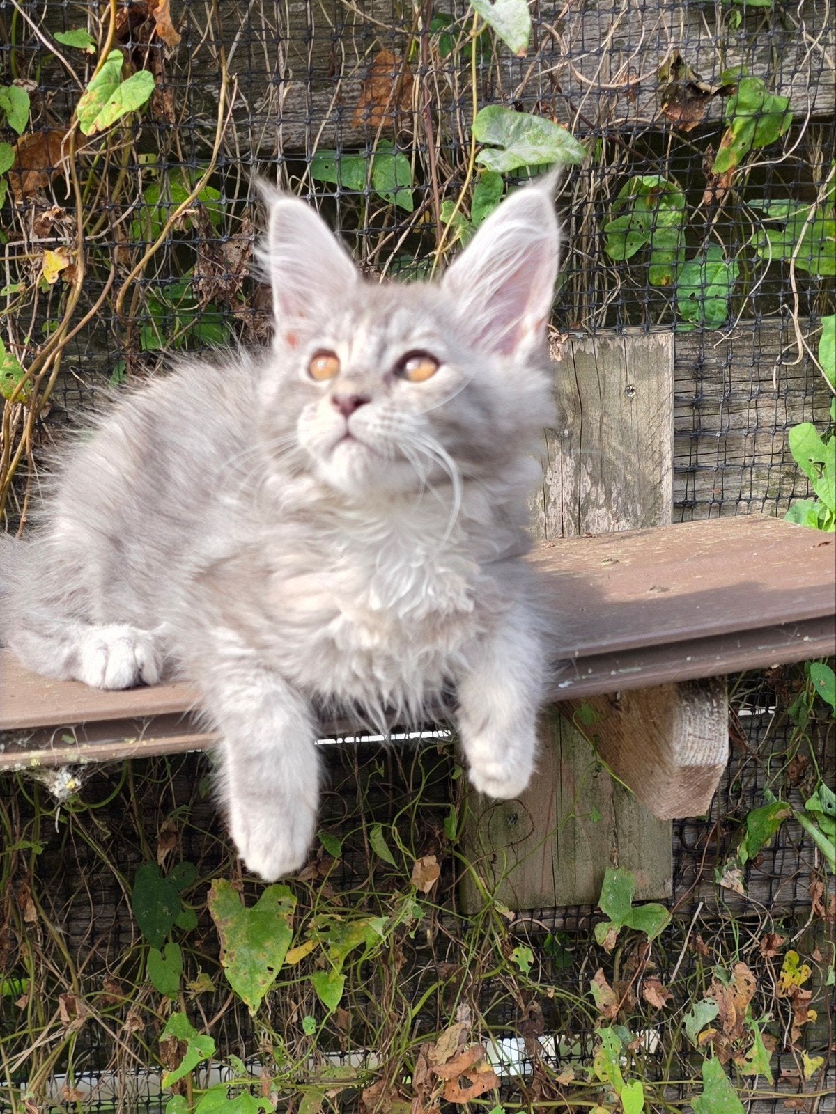 prachtige maine coon kittens met stamboom, Meerdere dieren, Met stamboom, 0 tot 2 jaar