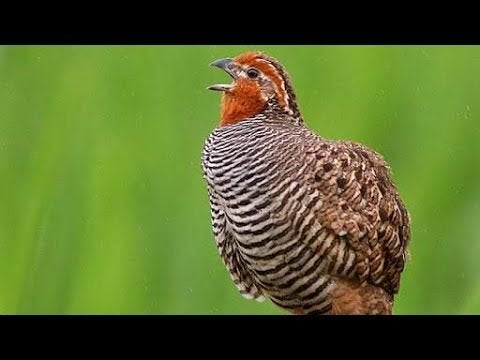 Junglebush kwartels beschikbaar, Dieren en Toebehoren, Meerdere dieren, Tropenvogel