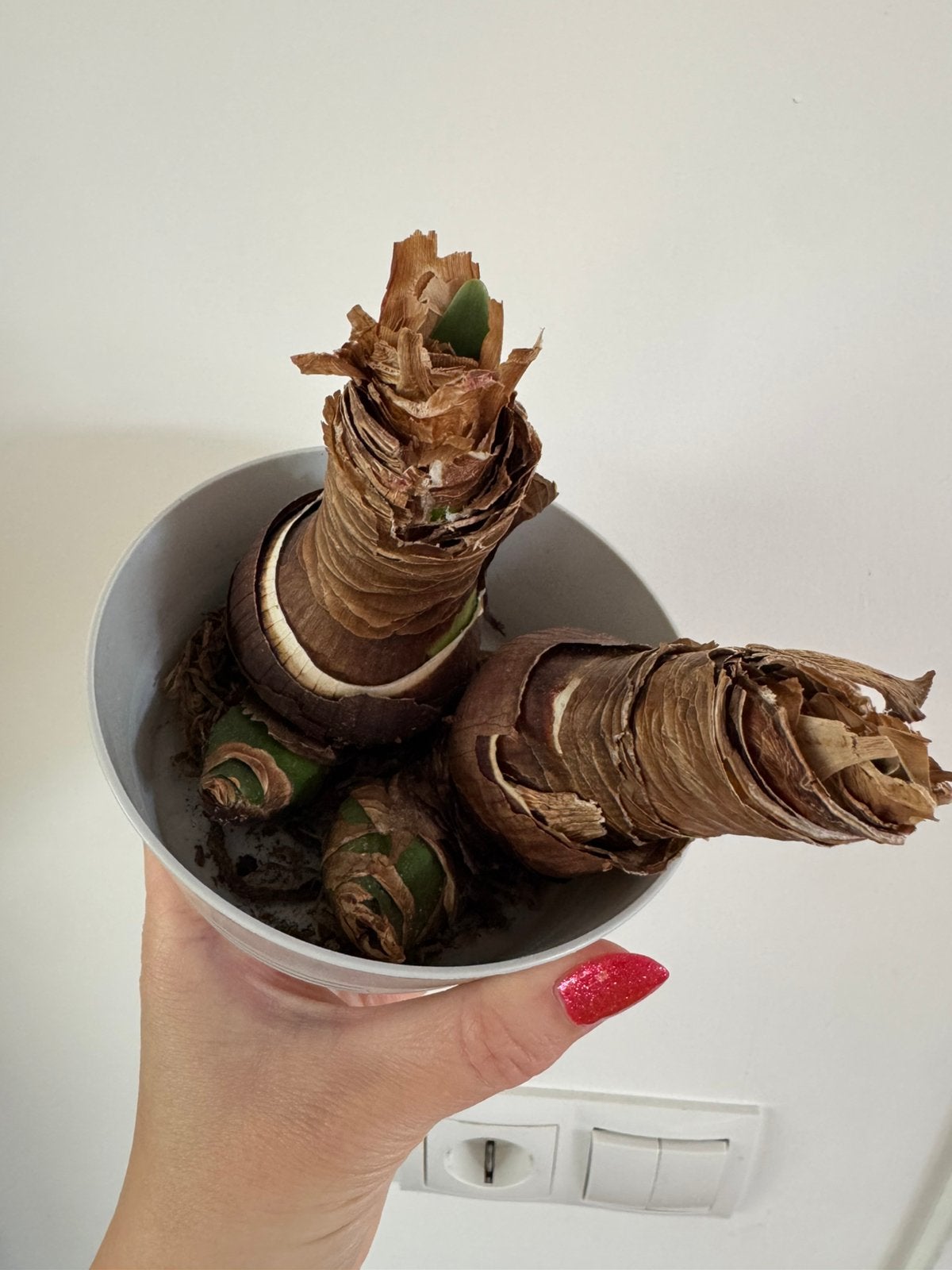 Twee Amaryllis bollen, Ophalen, Volle zon