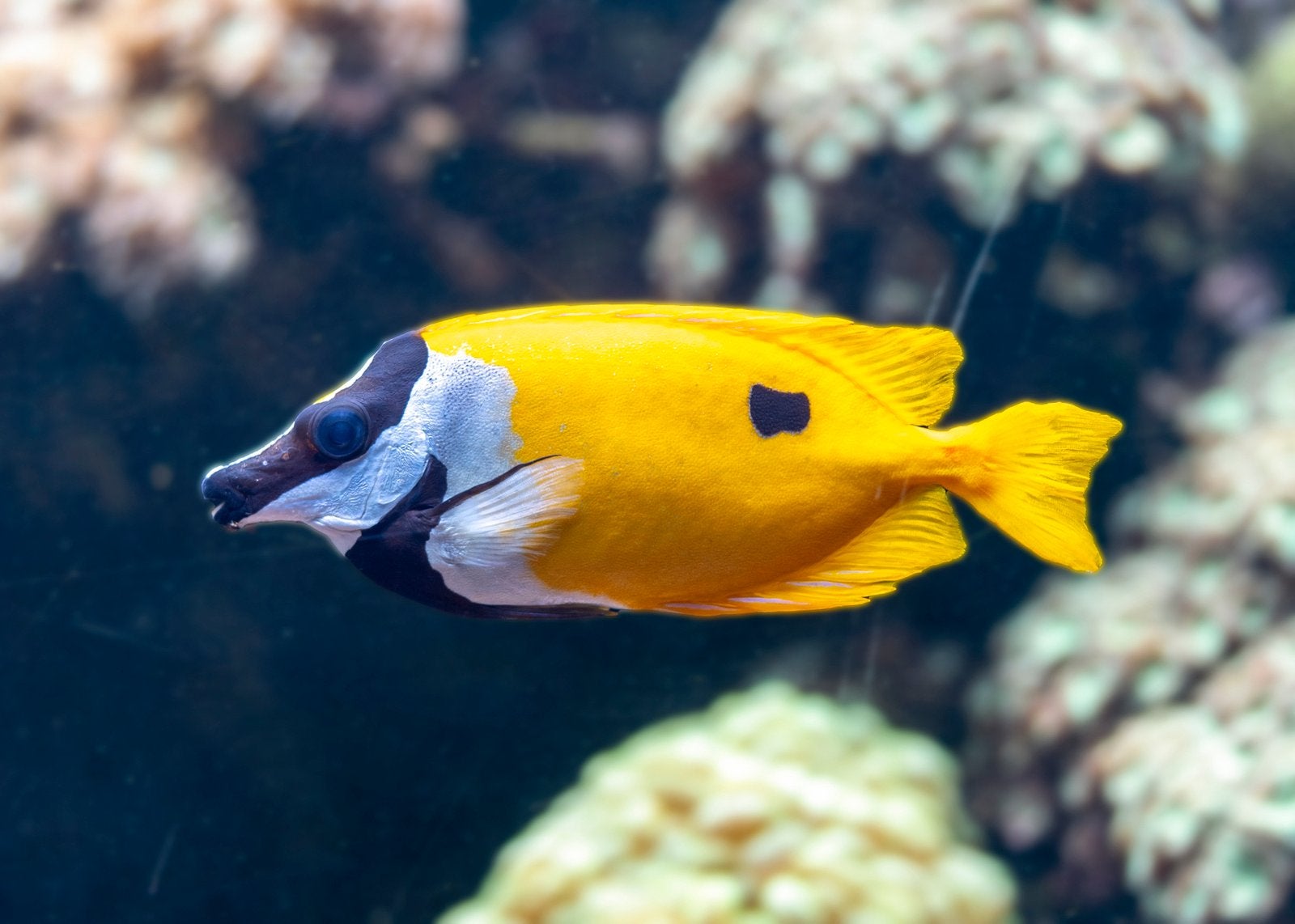 Siganus vulpinus – Vossenkopvis, Vis, Zoutwatervis
