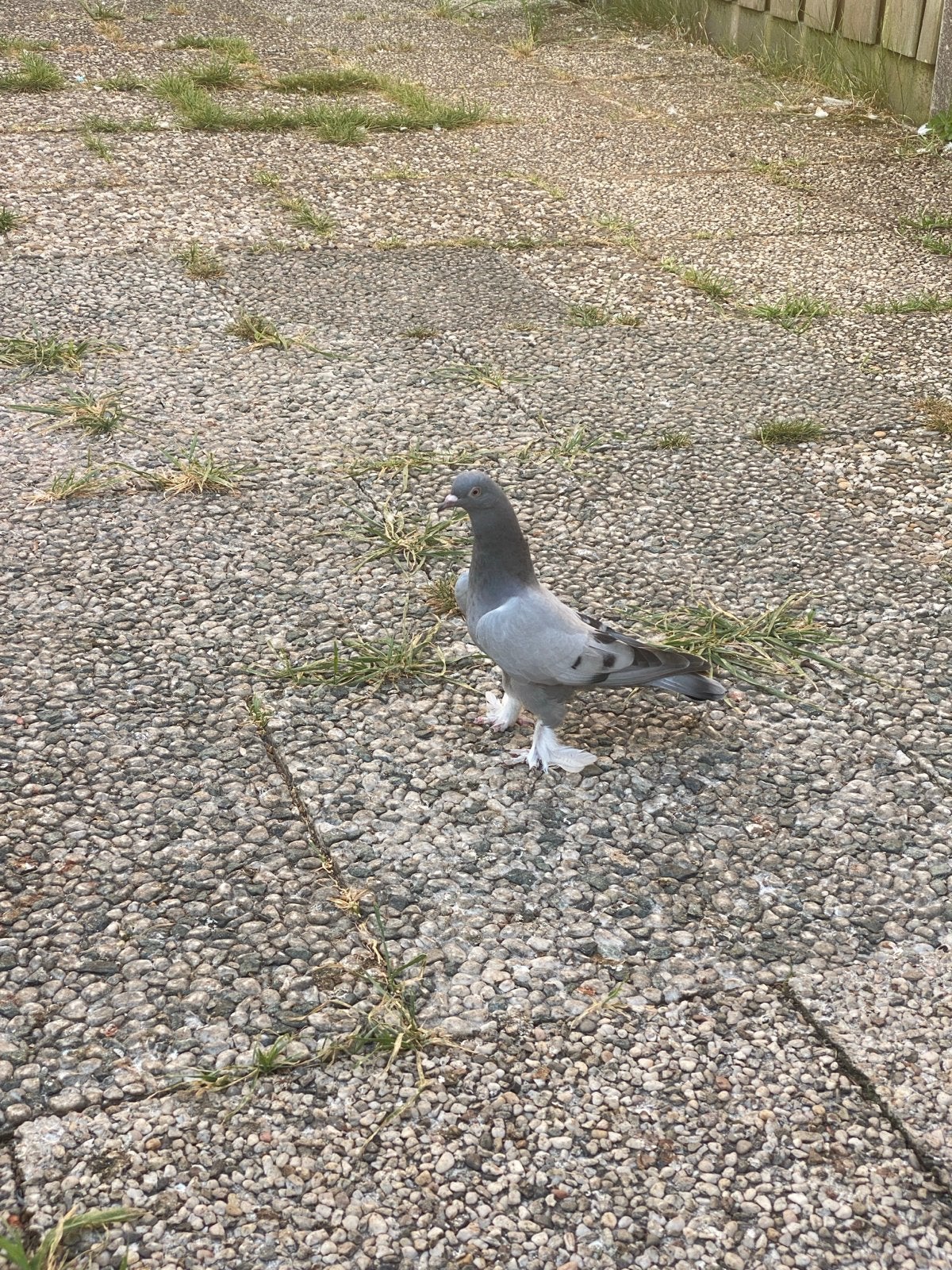 Takla duiven vermist, Dieren en Toebehoren, Mannelijk