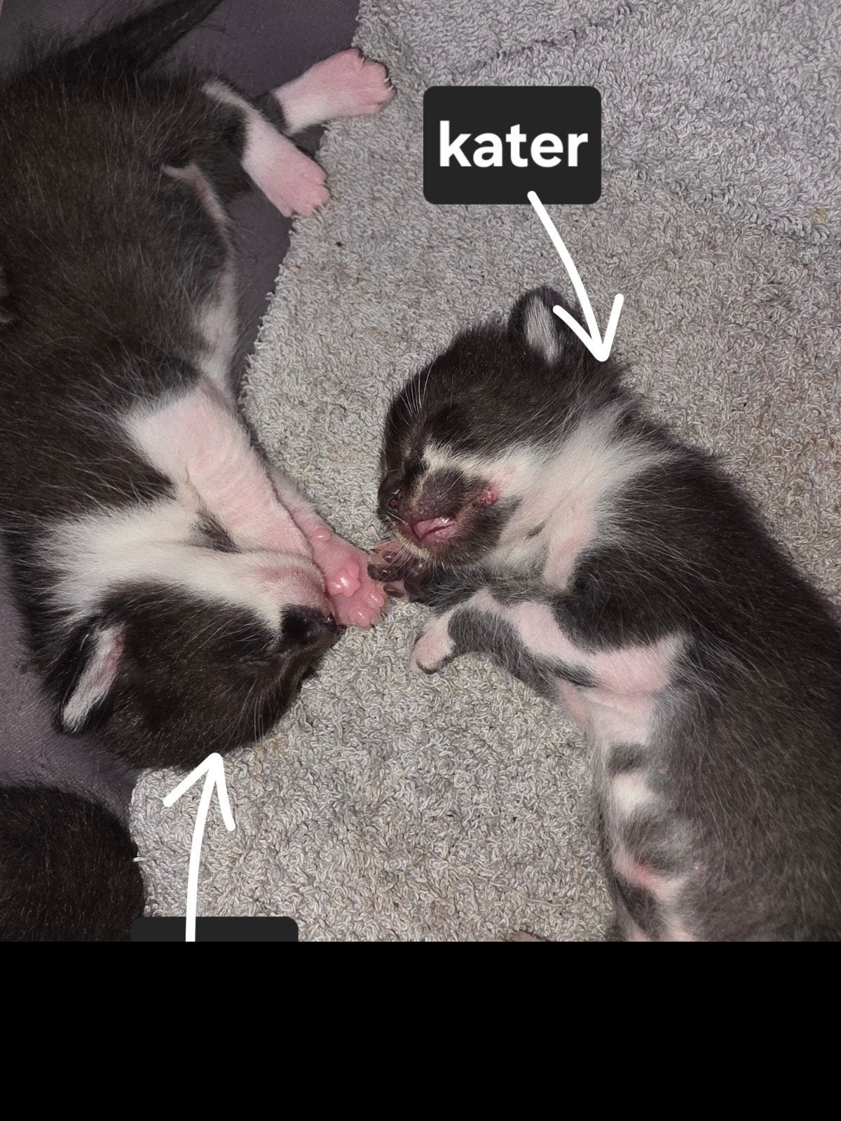 2 kittens beschikbaar, Meerdere dieren, Kortharig, 0 tot 2 jaar