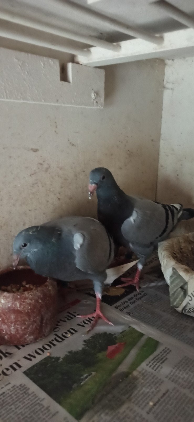 Postduiven jongeduiven, Dieren en Toebehoren, Vogels | Duiven, Meerdere dieren, Postduif