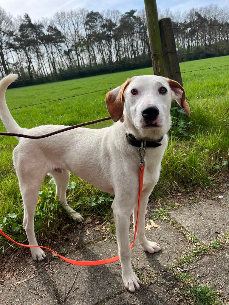 Knappe hond Pablo zoekt huisje, Dieren en Toebehoren, Honden | Niet-rashonden, Particulier, 15 weken tot 1 jaar, Reu, Buitenland