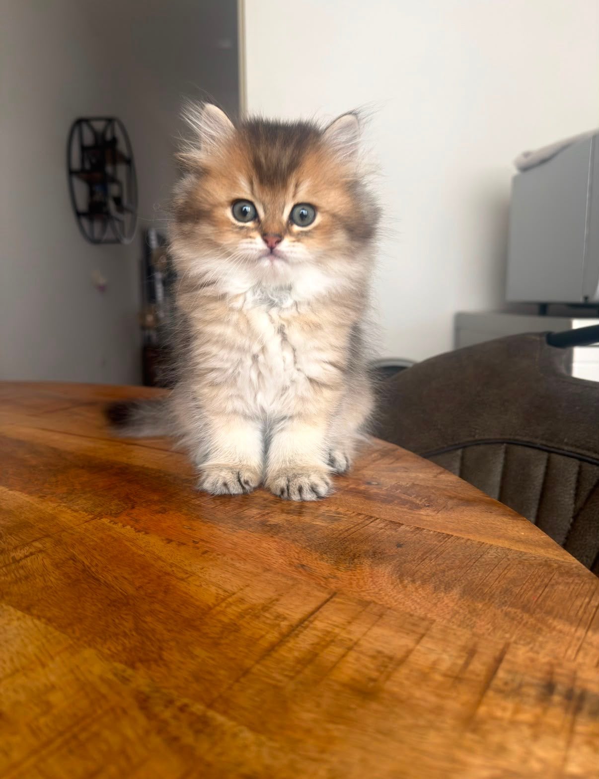 Prachtige Britse Kort/langhaar kittens, Dieren en Toebehoren, Katten en Kittens | Raskatten | Korthaar, Poes
