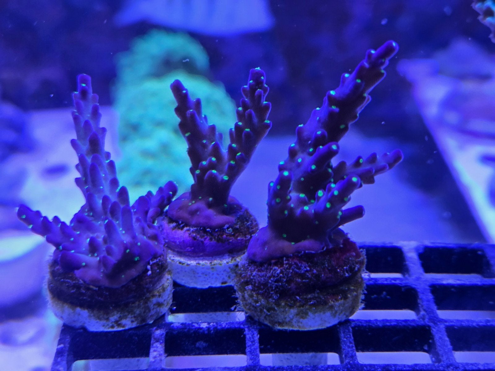 Diverse Acropora frags, Ophalen, ., Overige typen, Nieuw