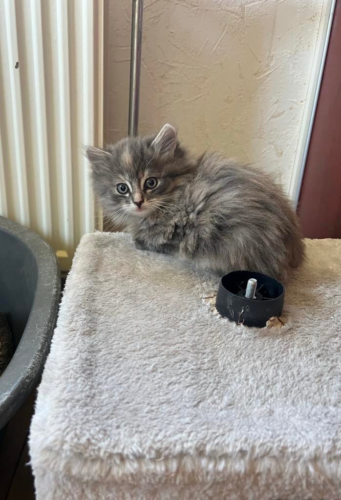 Noorse boskat kruising kittens, Dieren en Toebehoren, Katten en Kittens | Raskatten | Langhaar, Meerdere dieren, Ontwormd, 0 tot 2 jaar