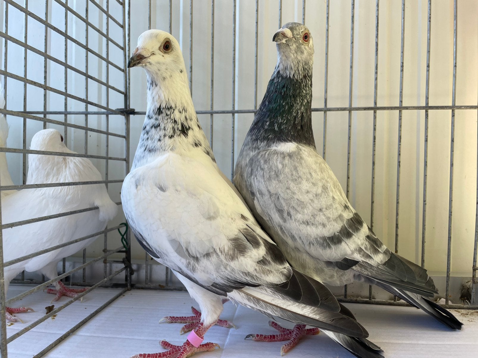 Koppel Postduiven (Schimmel), Meerdere dieren, Postduif