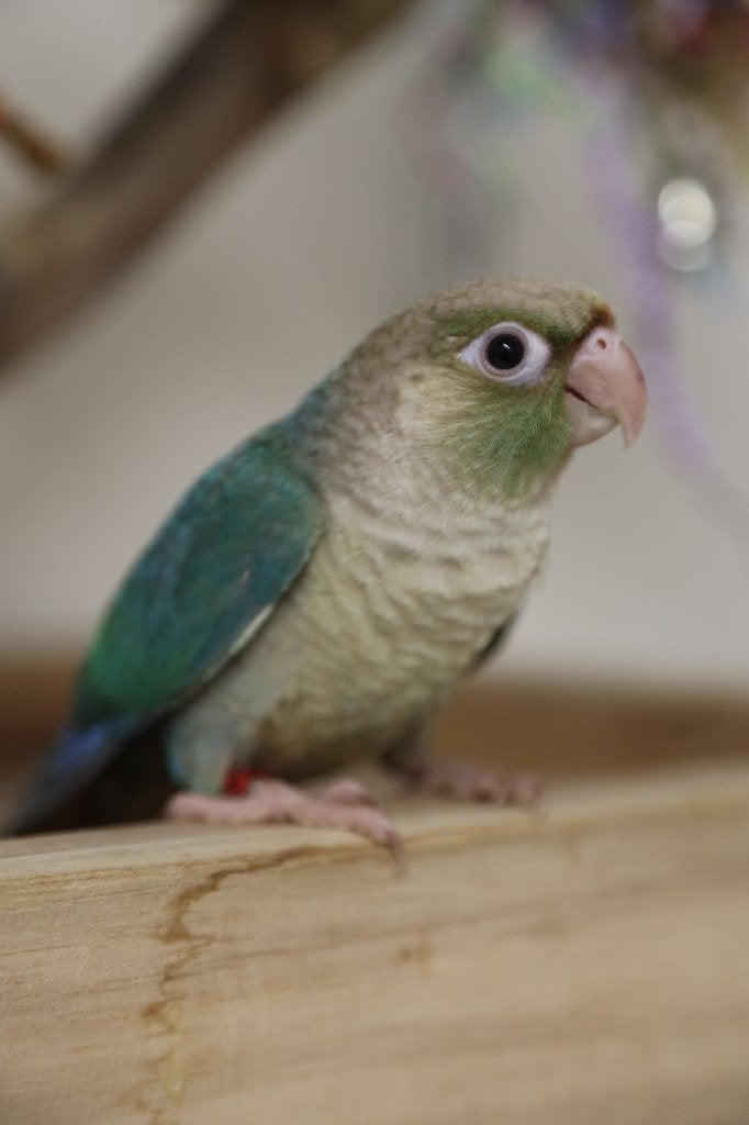 Jonge Baby Pyrrhura´s | Handtam | Nieuwsgierig | Div. Kleure, Dieren en Toebehoren, Meerdere dieren, Parkiet, Pratend