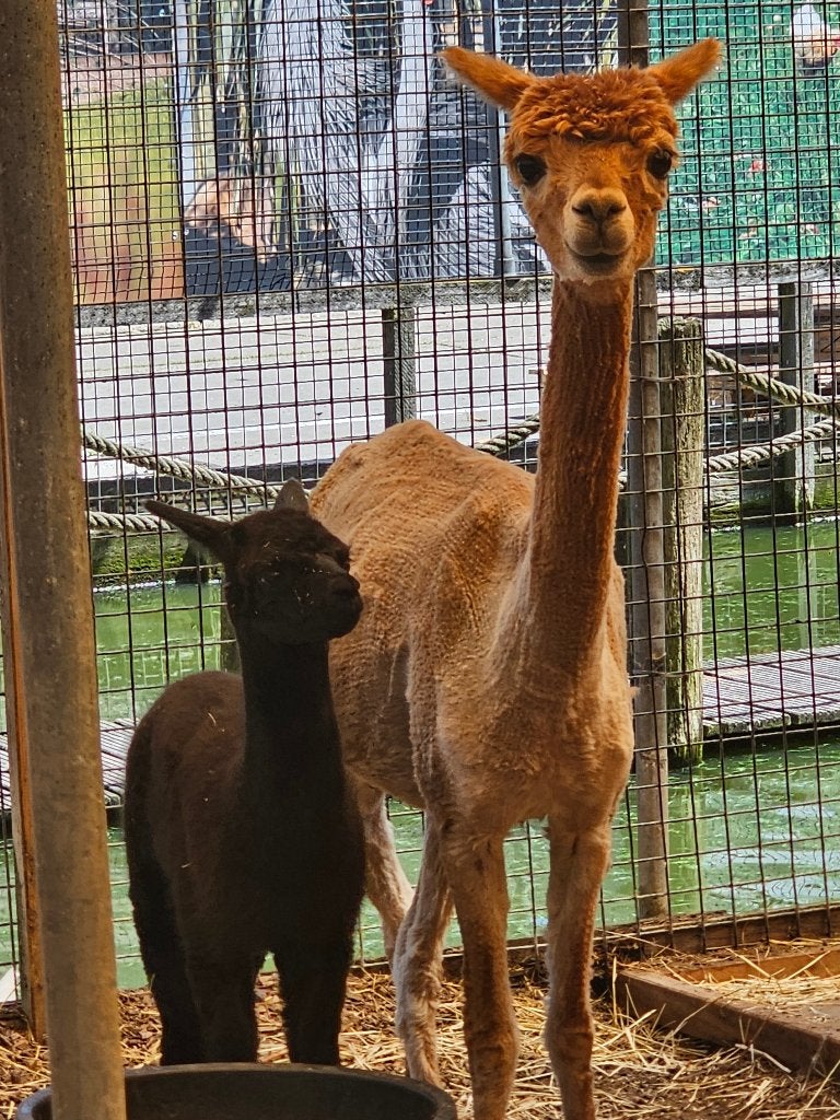 Alpaca | Moeder en Dochter | Cria 10 weken oud, Vrouwelijk, Schaap, 0 tot 2 jaar