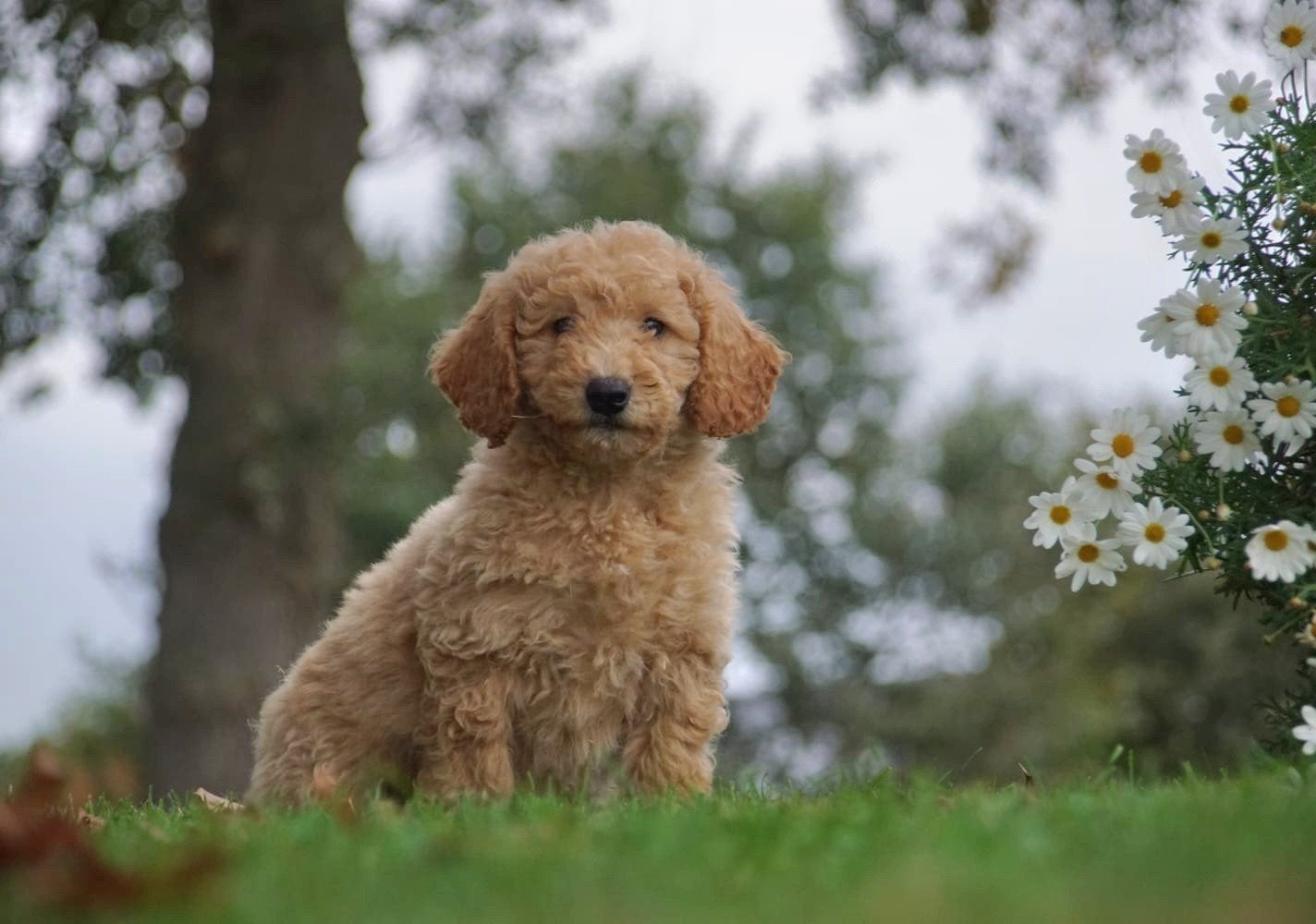 Mini Labradoodle pups uit goed bloedlijn met garantie, Dieren en Toebehoren, Overige rassen, 8 tot 15 weken, Meerdere, Meerdere dieren