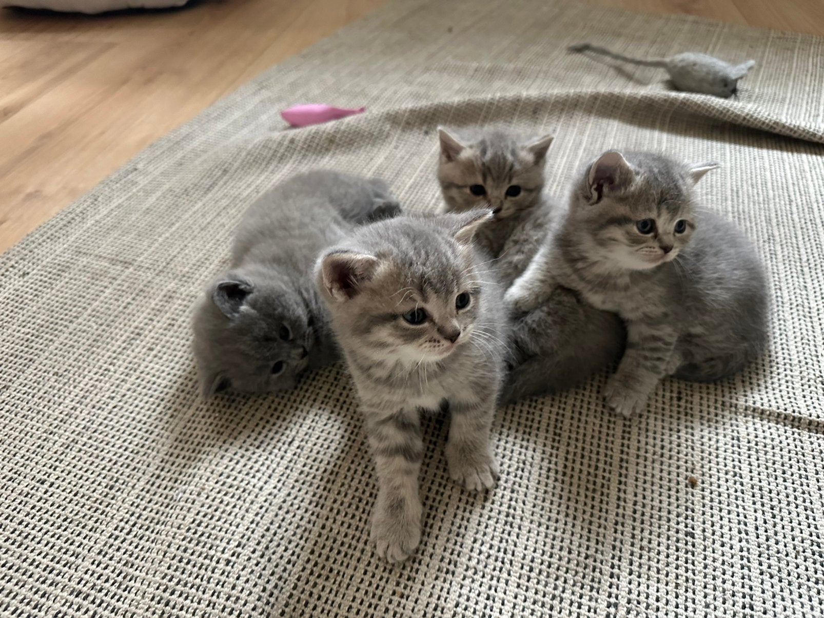 Britse korthaar kittens, Meerdere dieren, Ingeënt