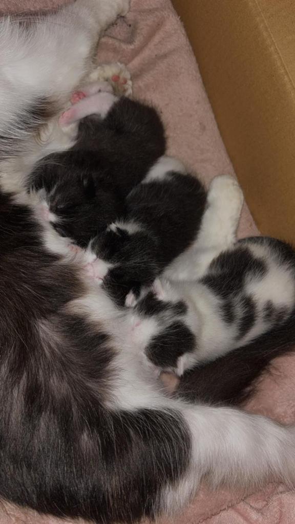 3 lieve (Kruising)maincoon zoeken een goed huisje, Dieren en Toebehoren, Katten en Kittens | Overige Katten, Meerdere dieren