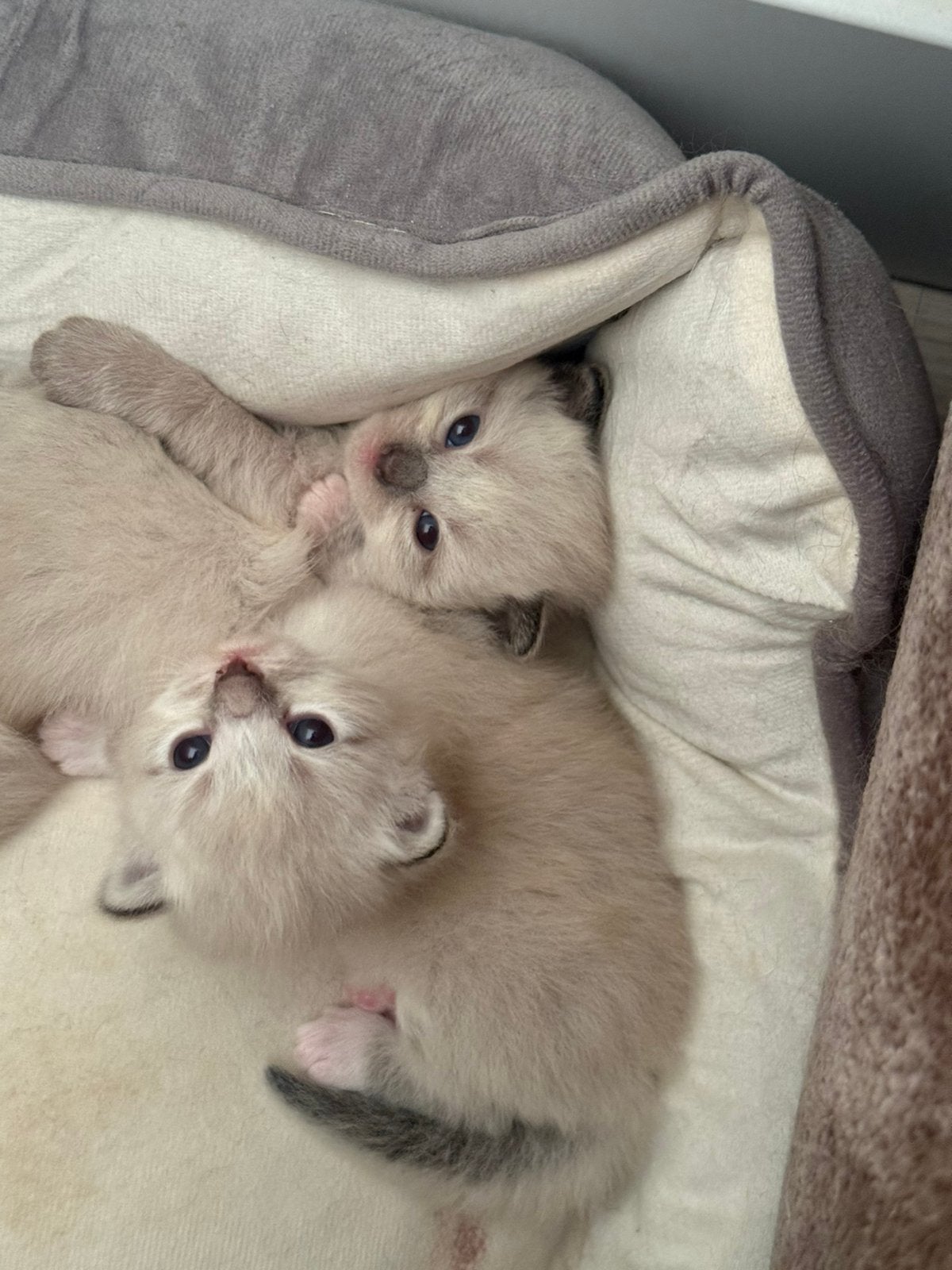 Ragdoll Kittens, Meerdere dieren, Ontwormd