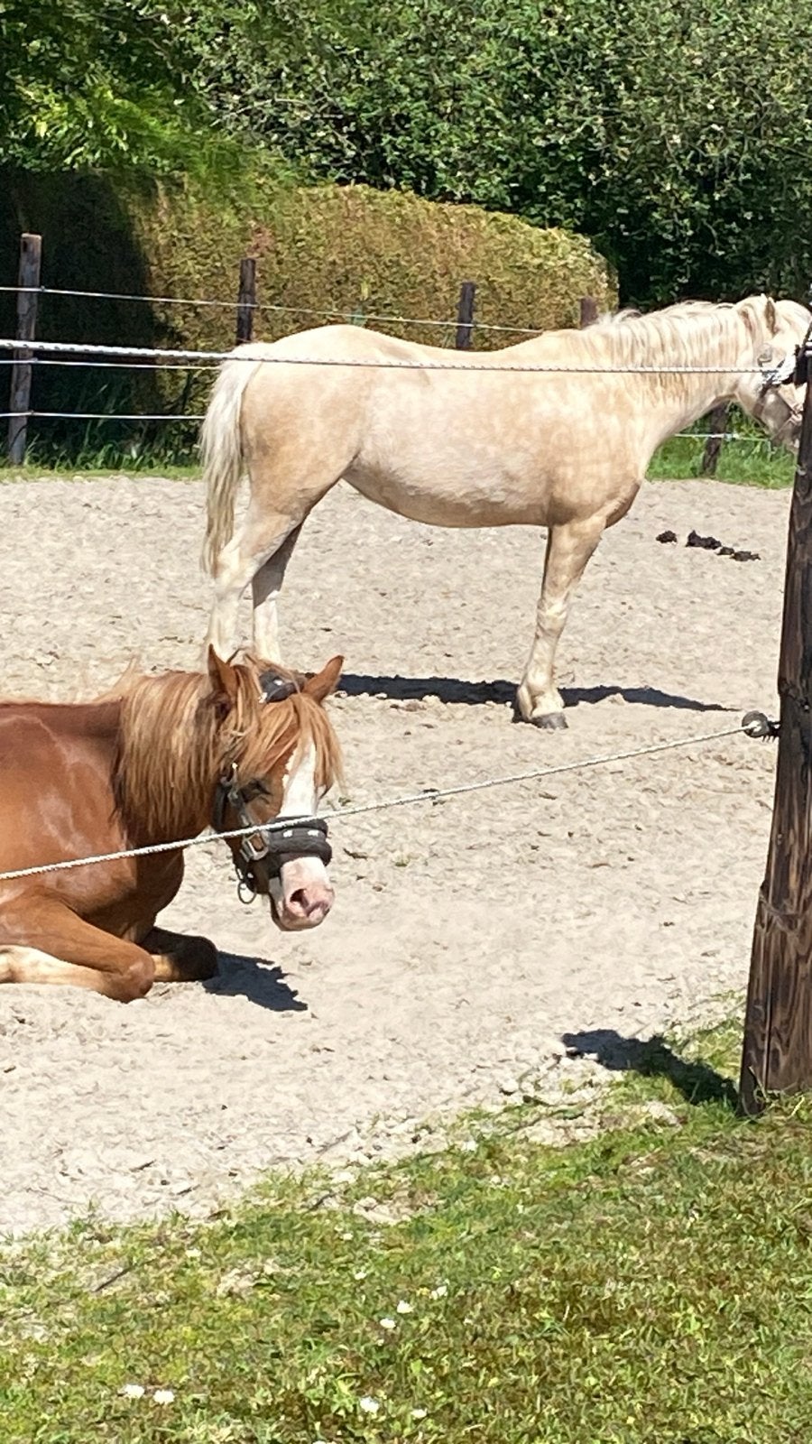 Brave a welsh merrie 5 jaar., Dieren en Toebehoren, Pony's, Merrie