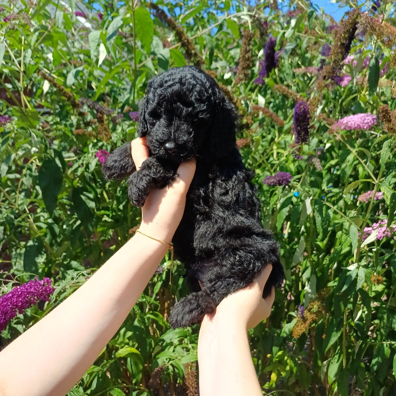 Nog 3 van 9 multigen Labradoodle met afstammingsbewijs, Parvo, Overige rassen, 8 tot 15 weken, Meerdere