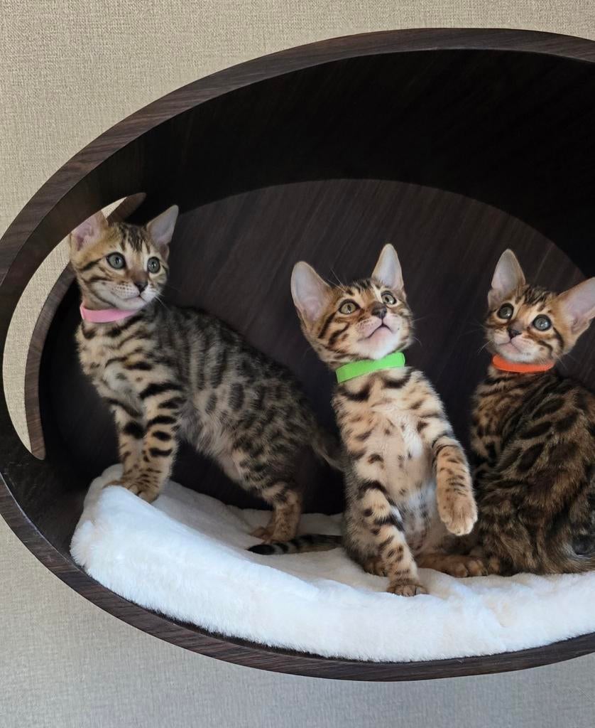 Prachtige Bengaal kittens., Dieren en Toebehoren, Meerdere dieren, Gechipt, 0 tot 2 jaar