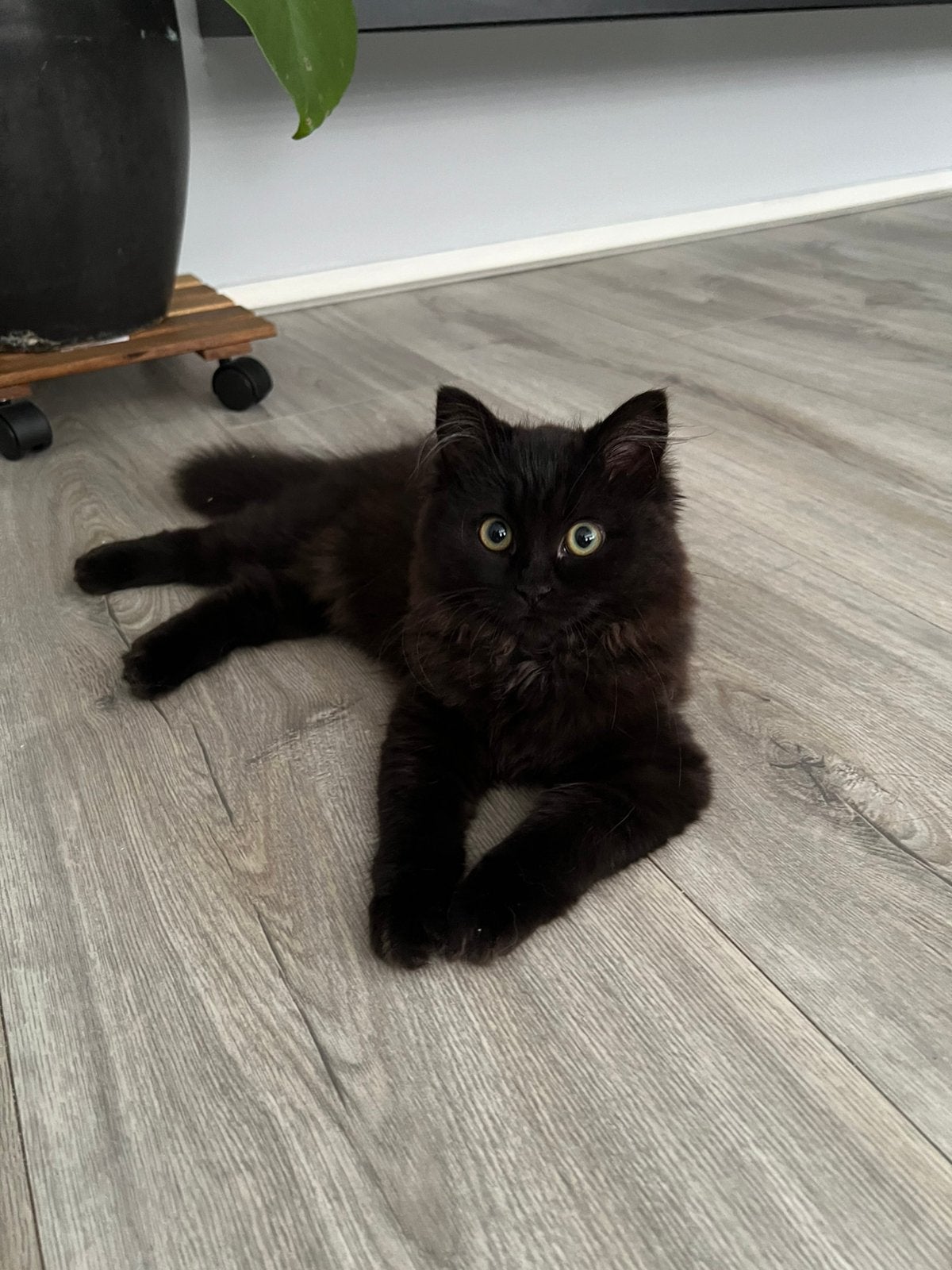 Nog 1 Britse langhaar x ragdoll kitten, Poes, Ontwormd, 0 tot 2 jaar