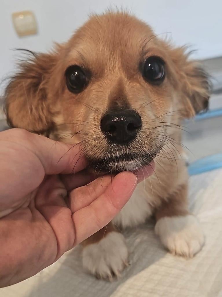 PUP, KIKI, KLEIN BLIJVEND, LIEF, TEEFJE, ZOEKT HAAR MANDJE, Dieren en Toebehoren, Particulier, 8 tot 15 weken, Buitenland, Teef