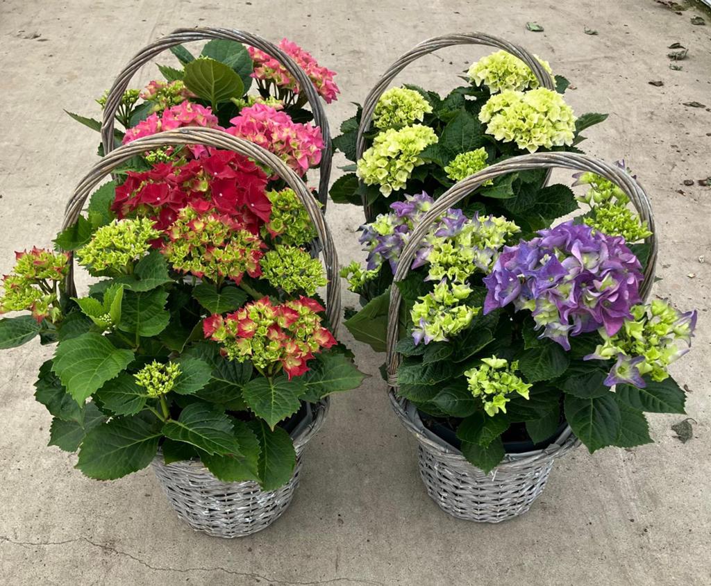 Hortensia in mand | 4 kleuren | vanaf 10 stuks | groothandel, Ophalen, Hortensia, Struik