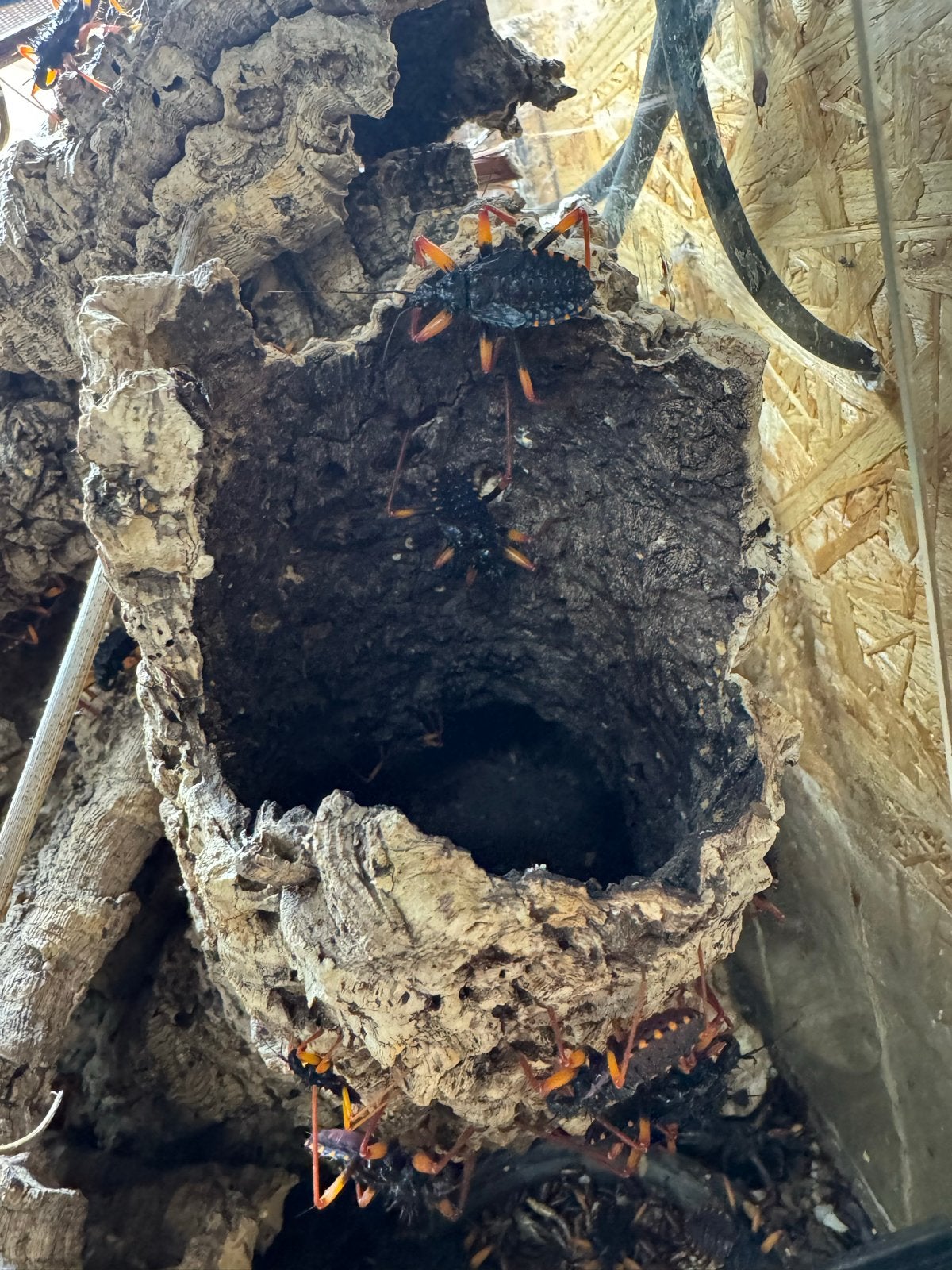 Psyttala horrida - giant spiny assassin bug, Overige soorten
