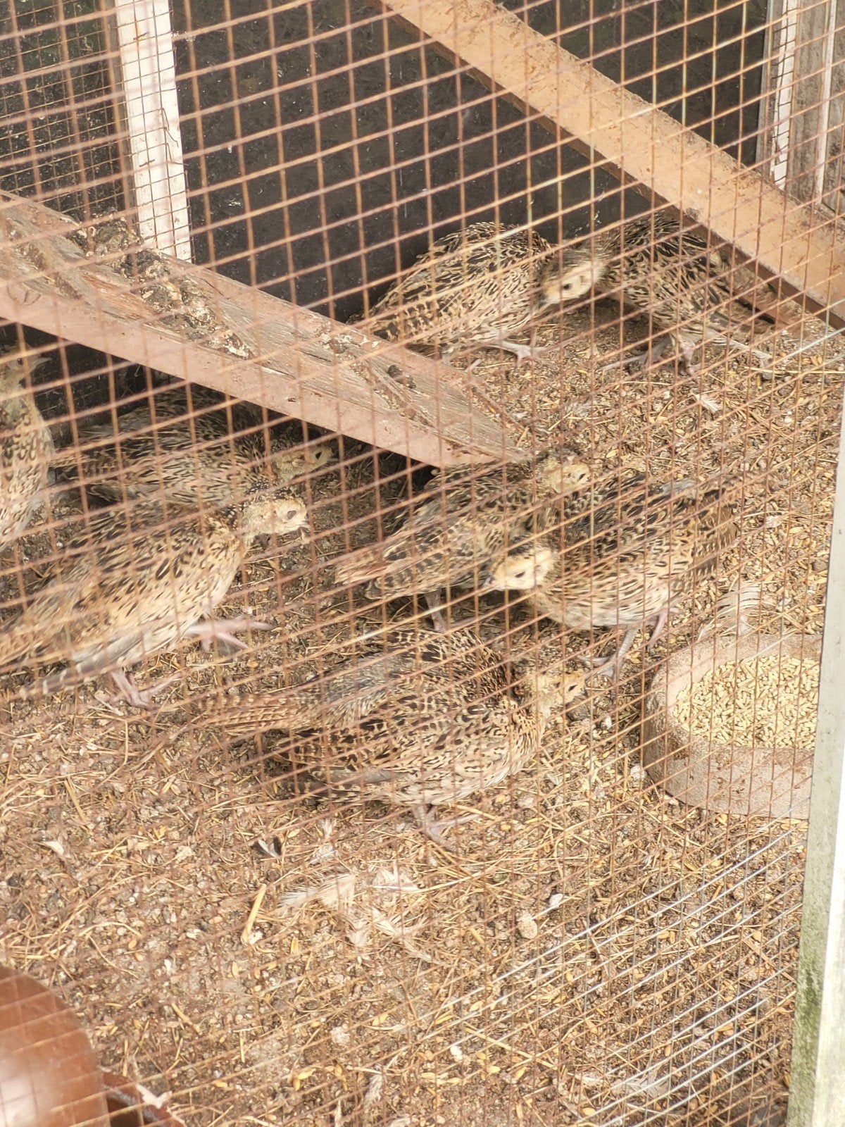 9 jonge bosfazanten, Dieren en Toebehoren