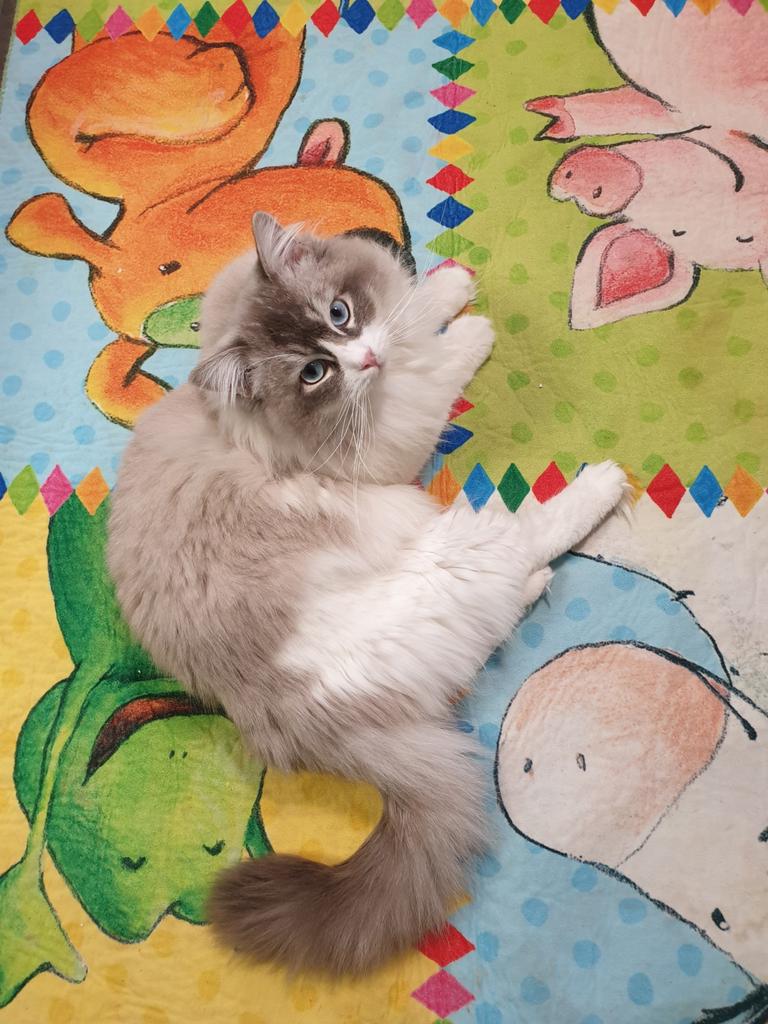 Ragdol Blue Lynx Bicolor Dekkater(NIET TE KOOP), PKD, HCM,++, Dieren en Toebehoren, Katten en Kittens | Dekkaters, 3 tot 5 jaar