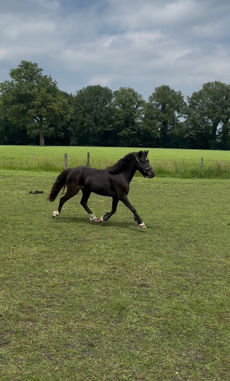 Mini paardje JR Oreo, Dieren en Toebehoren, Pony's, Ruin, A pony (tot 1.17m), Met stamboom, 3 tot 6 jaar