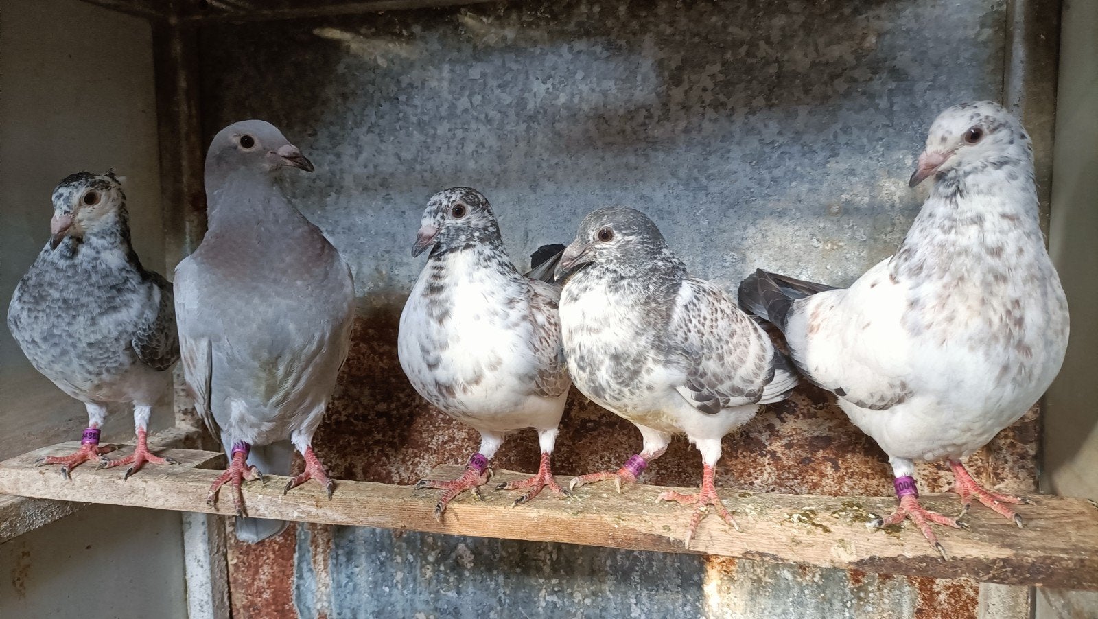 Mooie jonge kleur postduiven, Dieren en Toebehoren, Vogels | Duiven, Meerdere dieren, Postduif