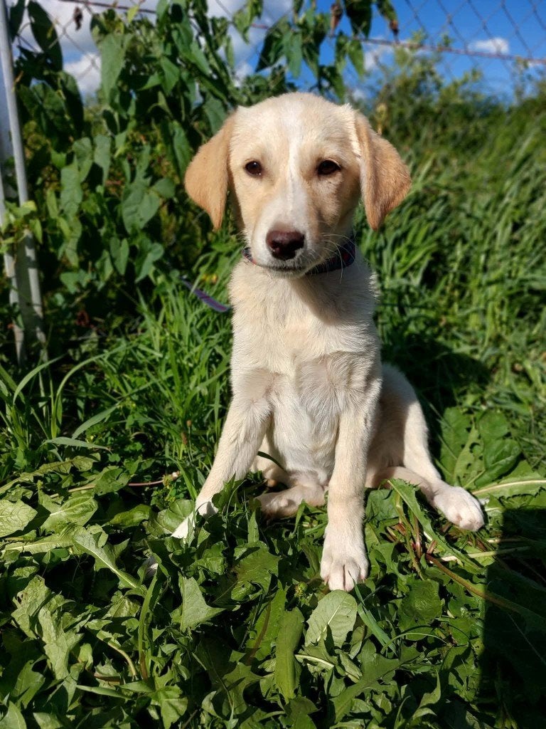 NEDA, PUP, MENSGERICHT, TEEFJE, MIDDELMAATJE, ZOEKT MAND, Dieren en Toebehoren, Particulier, 15 weken tot 1 jaar, Buitenland, Teef