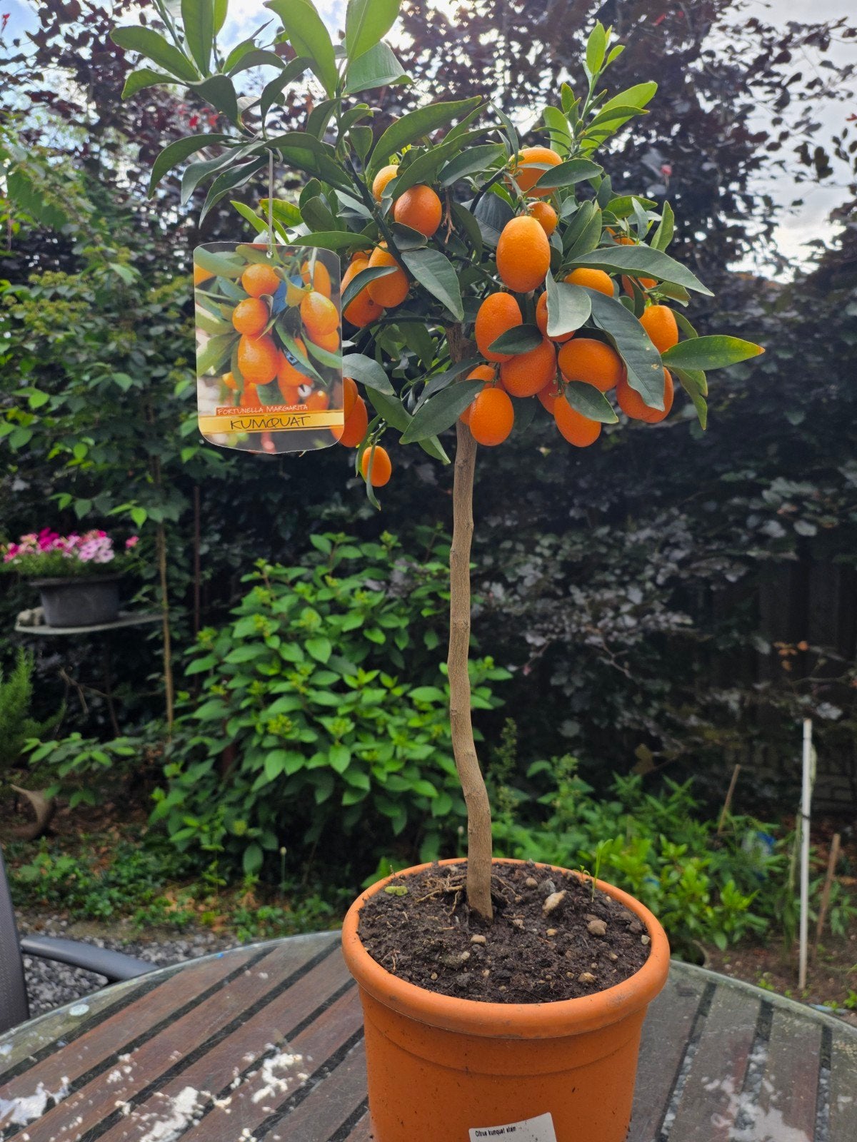 Kumquat plant - Fortunella Margarita Mooi vaderdagkado?, Tuin en Terras, Ophalen, Overige soorten, Volle zon