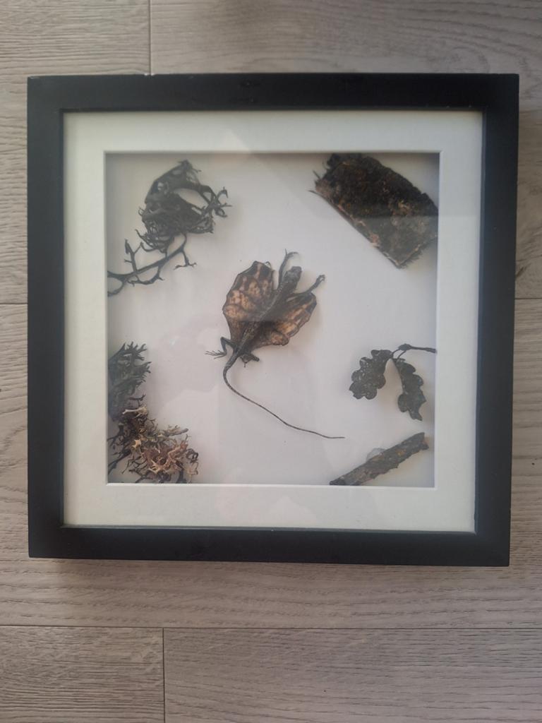 Vliegend draakje. In lijst., Ophalen of Verzenden, Insect, Opgezet dier