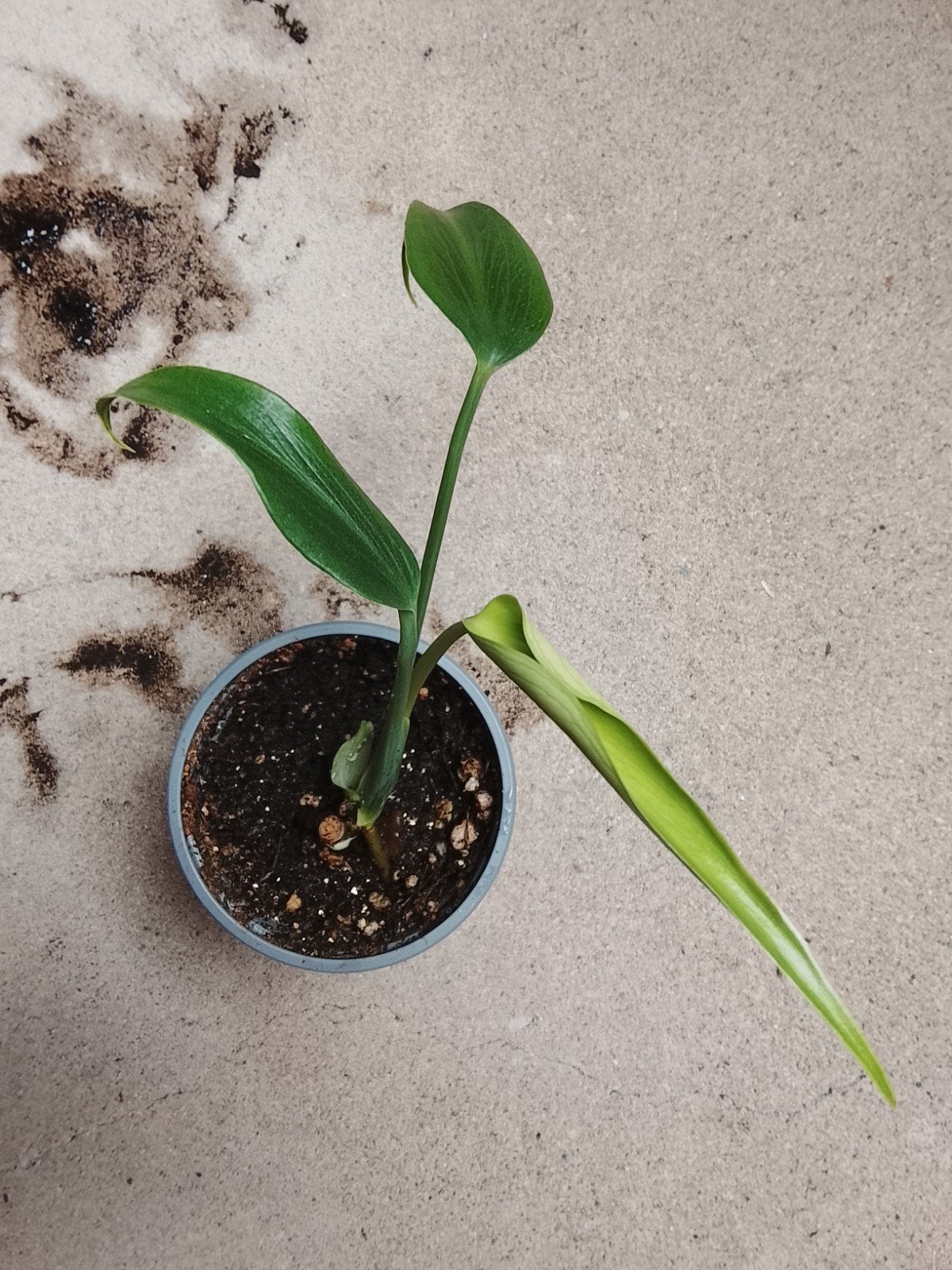 Monstera Burle Marx Flame plant, Ophalen of Verzenden, Halfschaduw, Minder dan 100 cm