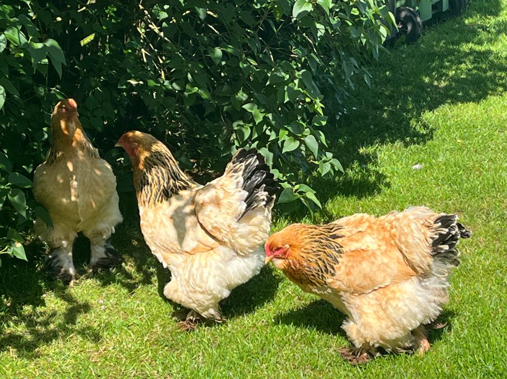 Gevraagd ; Broedeieren Brahma Columbia Buff ZWART, Dieren en Toebehoren, Pluimvee
