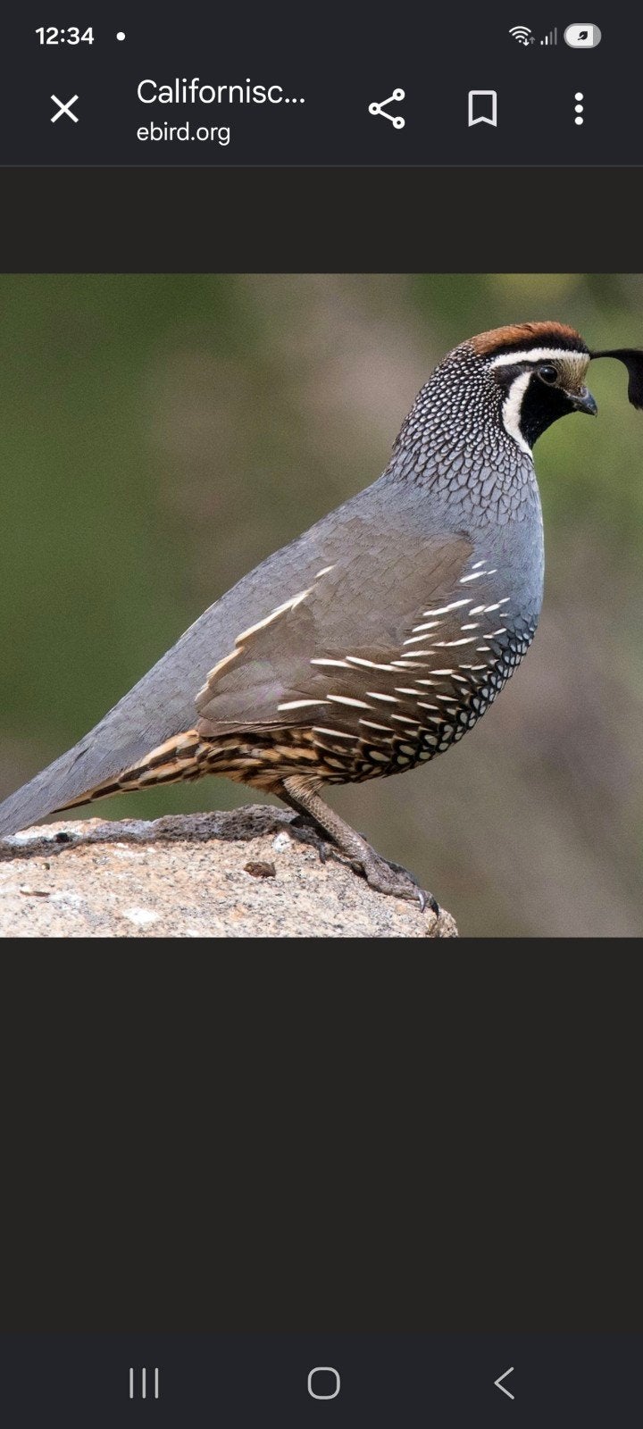 trio californische kwartels, Meerdere dieren, Overige soorten