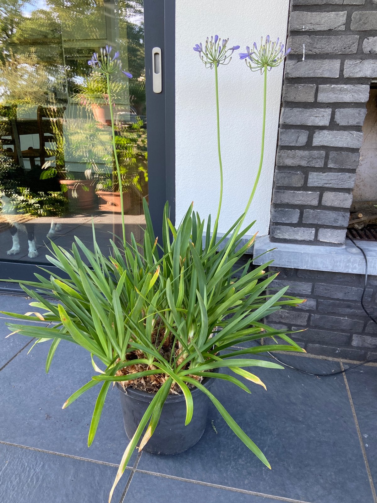 Grote Agapanthus met 3 blauwe bloemen in knop kuipplant, Tuin en Terras, Volle zon, Vaste plant, Zomer, Ophalen