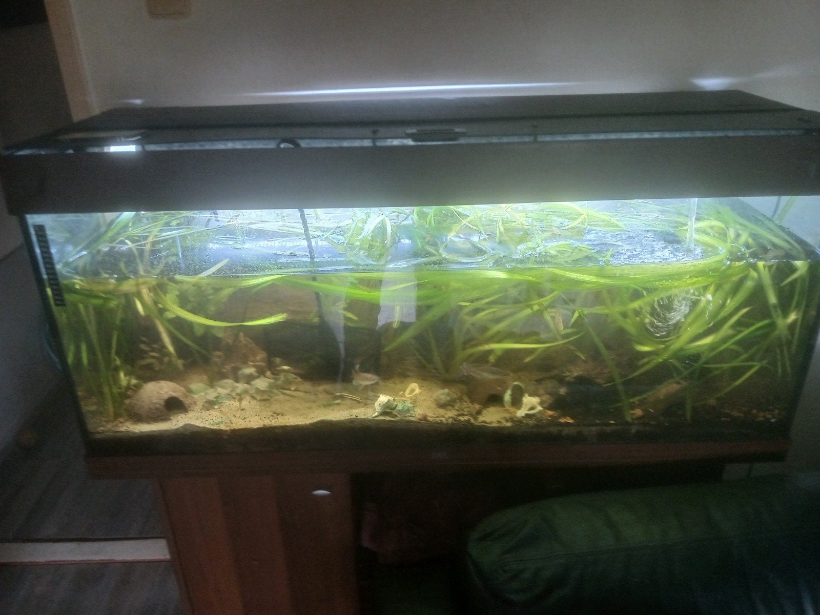 komplete aquarium, Gebruikt, Gevuld zoetwateraquarium, Juwel, Inclusief vissen
