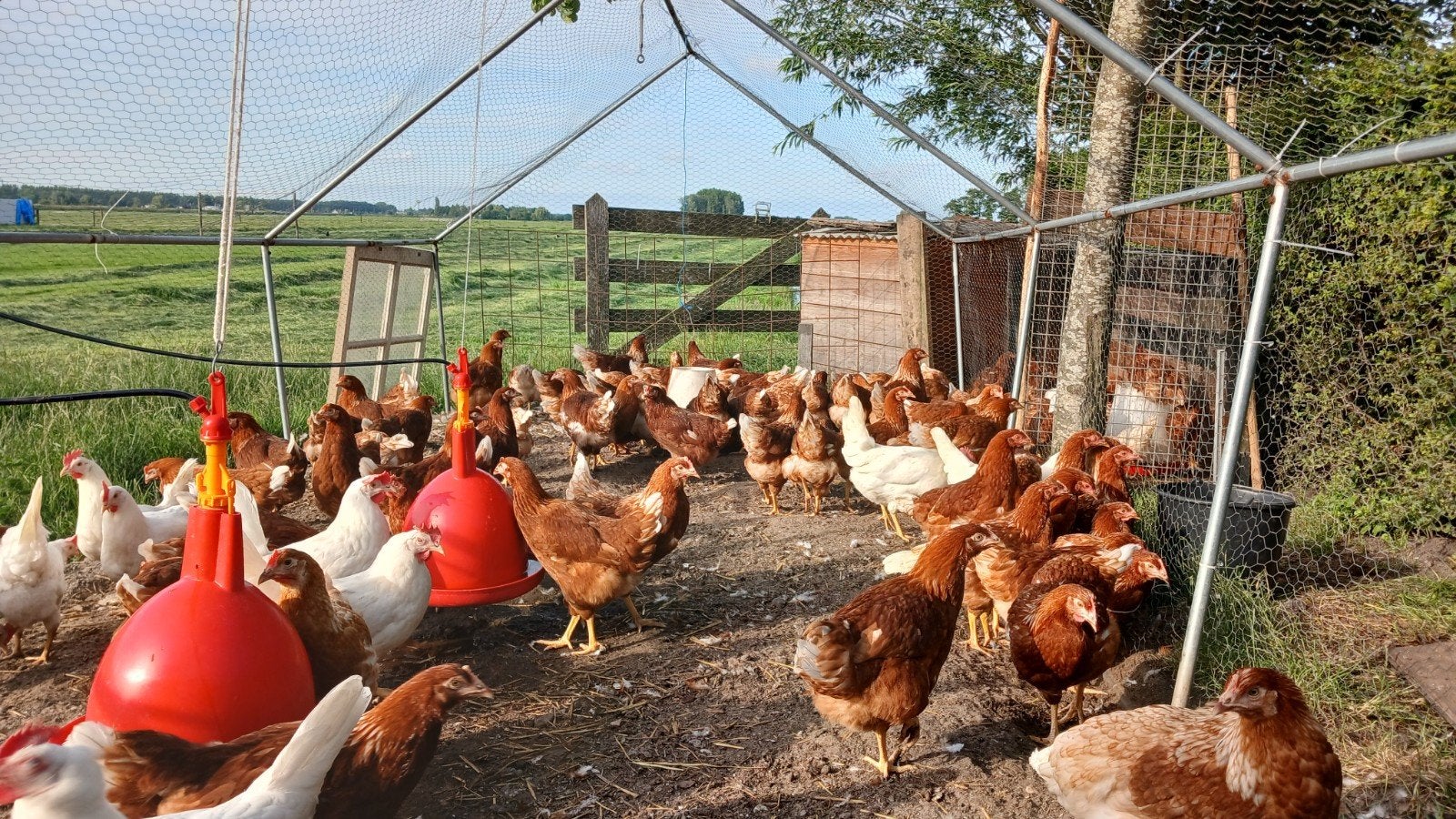 Jonge legkippen te koop., Dieren en Toebehoren, Pluimvee, Vrouwelijk, Kip