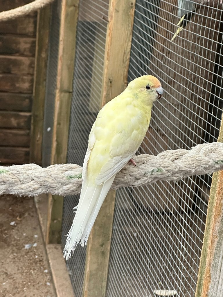 Kakarikies, Meerdere dieren, Parkiet