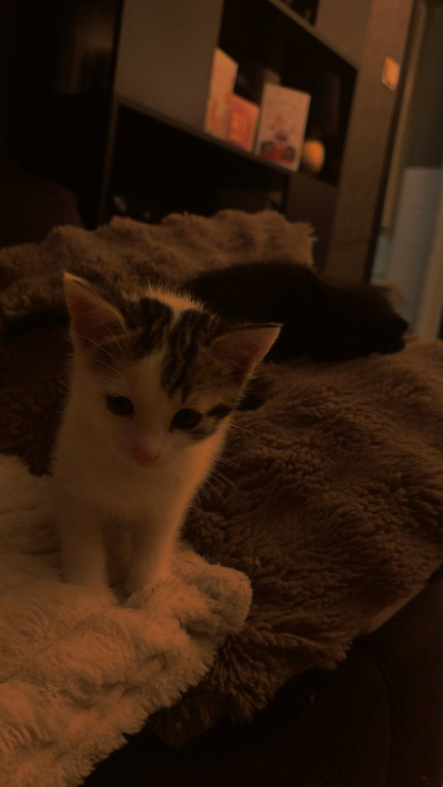 Kittens te koop