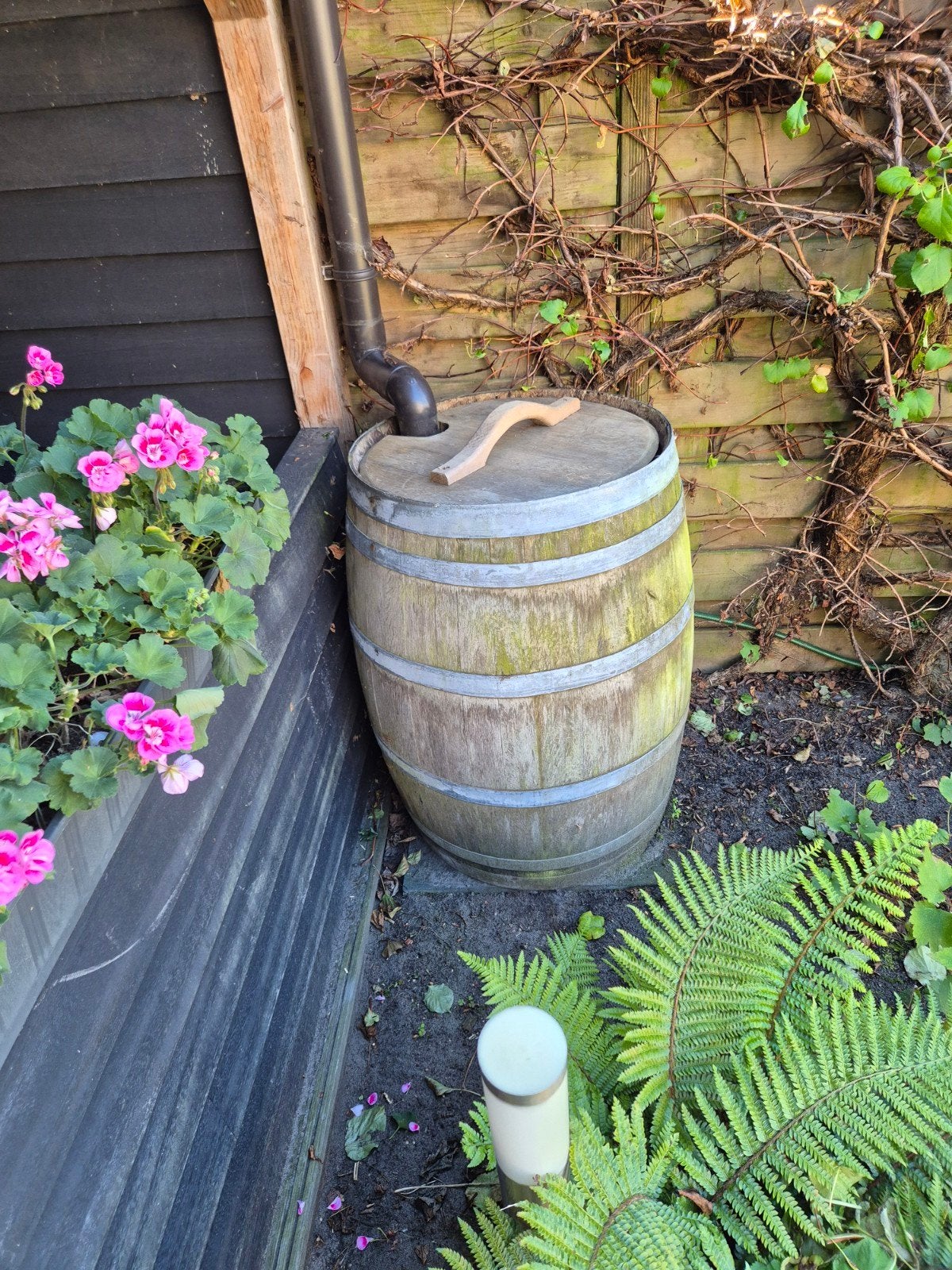 Regenton van houten wijnvat - Duurzaam en decoratief, 150 liter of meer, Ophalen, Gebruikt, Hout