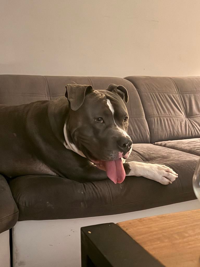 American Bully XL Dekreu, Dieren en Toebehoren, Reu, 1 tot 2 jaar, Eén hond, CDV (hondenziekte)