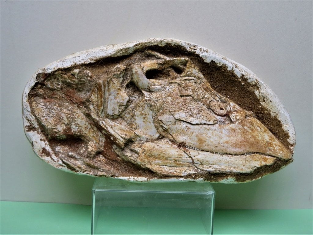 Saurodontid schedel, Ophalen of Verzenden, Fossiel