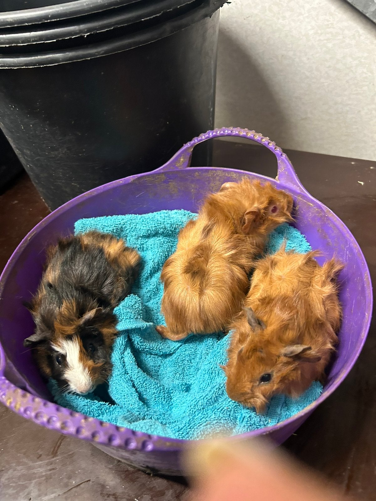 5 borstel cavia beertjes, Dieren en Toebehoren, Cavia, Mannelijk, Tam, September