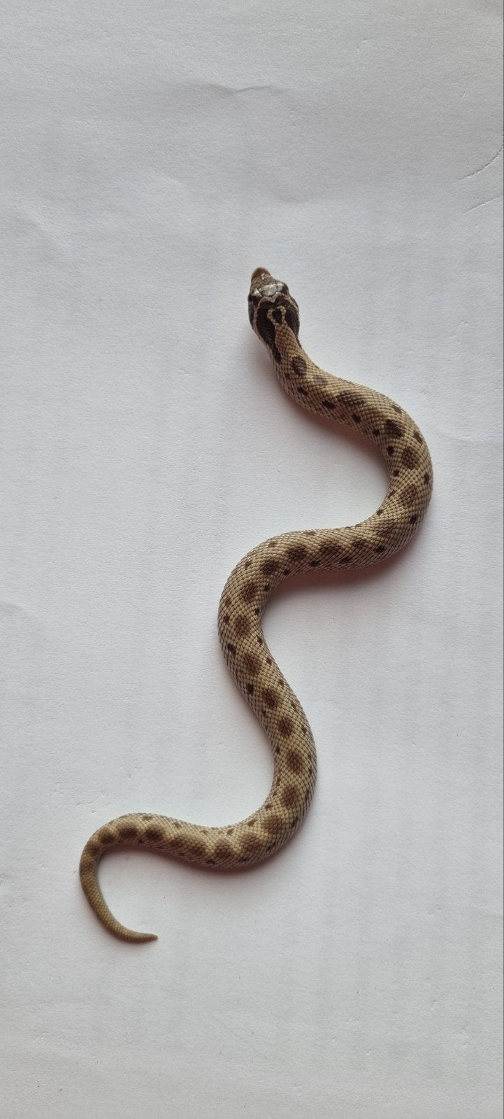 haakneusslangen (heterodon nasicus)