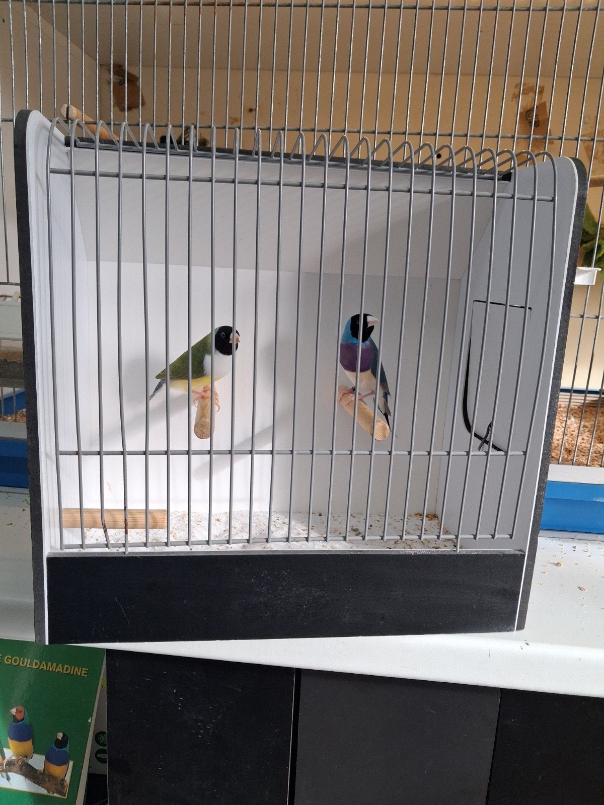 prachtig koppel gouldamadines.geringd., Dieren en Toebehoren, Meerdere dieren, Geringd