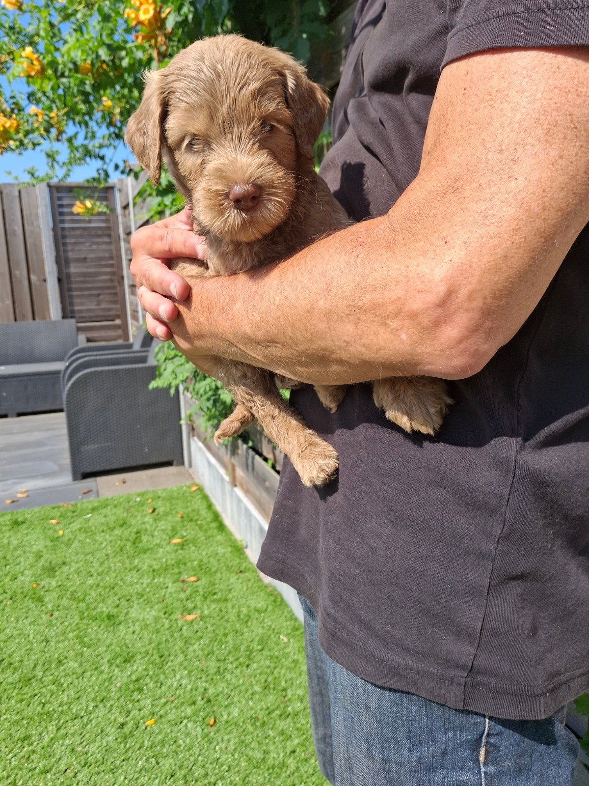 Silver AUSTRALIAN COBBERDOG reutje, Parvo, 8 tot 15 weken, Eén hond, Nederland