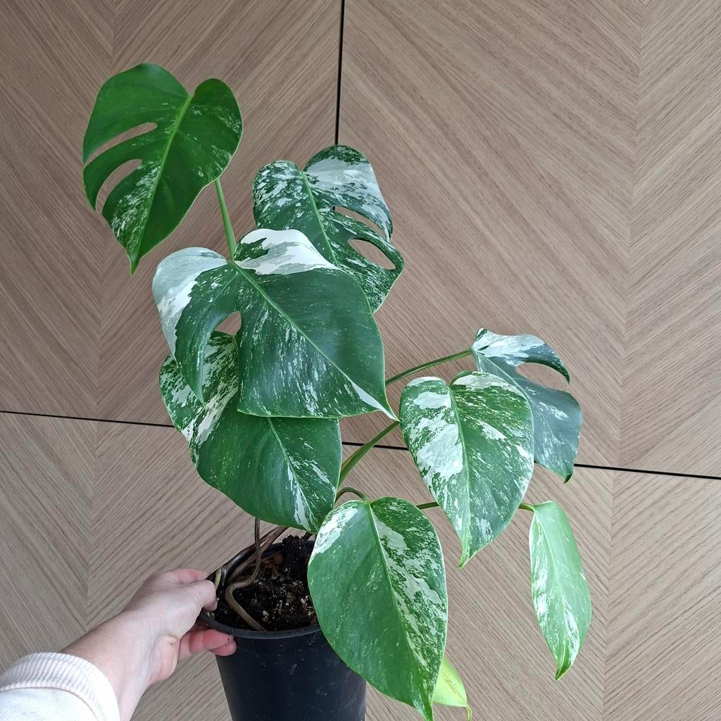 Monstera albo variegata plant, Huis en Inrichting, Kamerplanten, Ophalen of Verzenden, Halfschaduw, Minder dan 100 cm