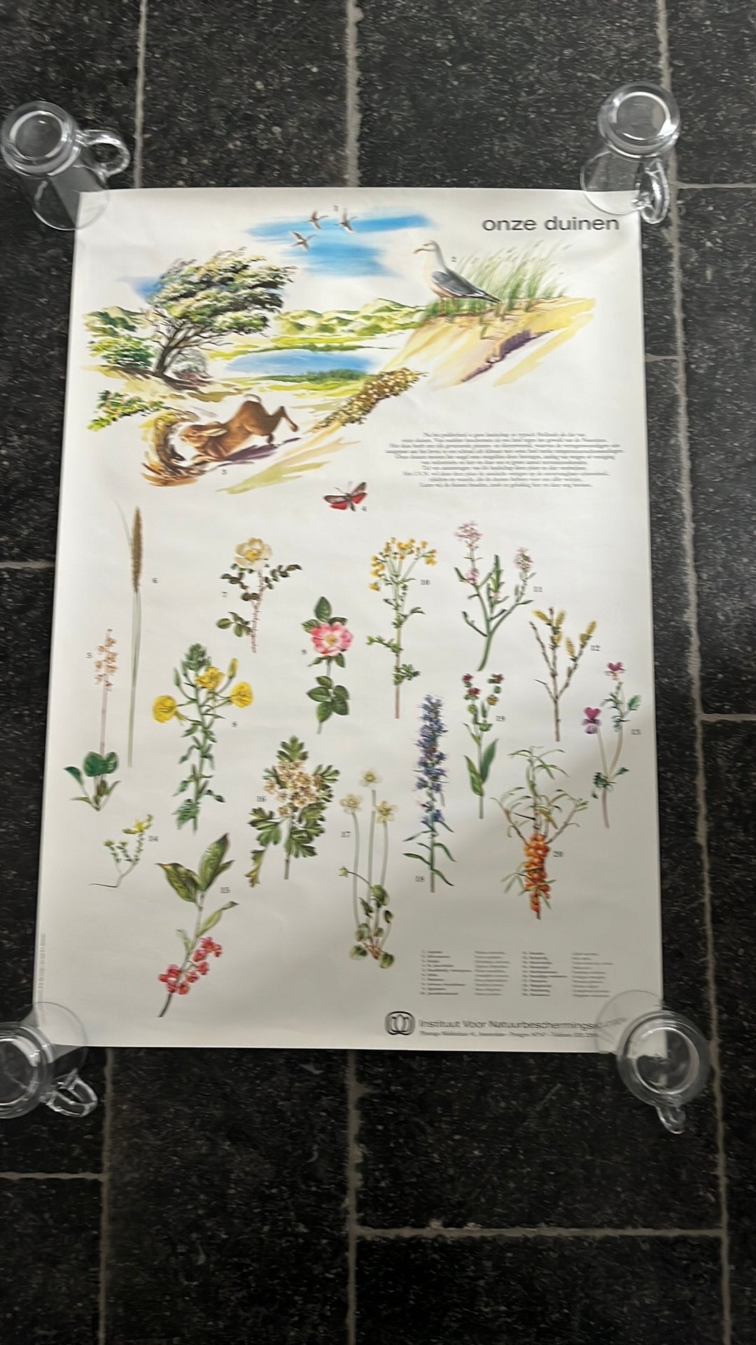 Poster „onze duinen“, Verzamelen, Ophalen, Zo goed als nieuw, A1 t/m A3