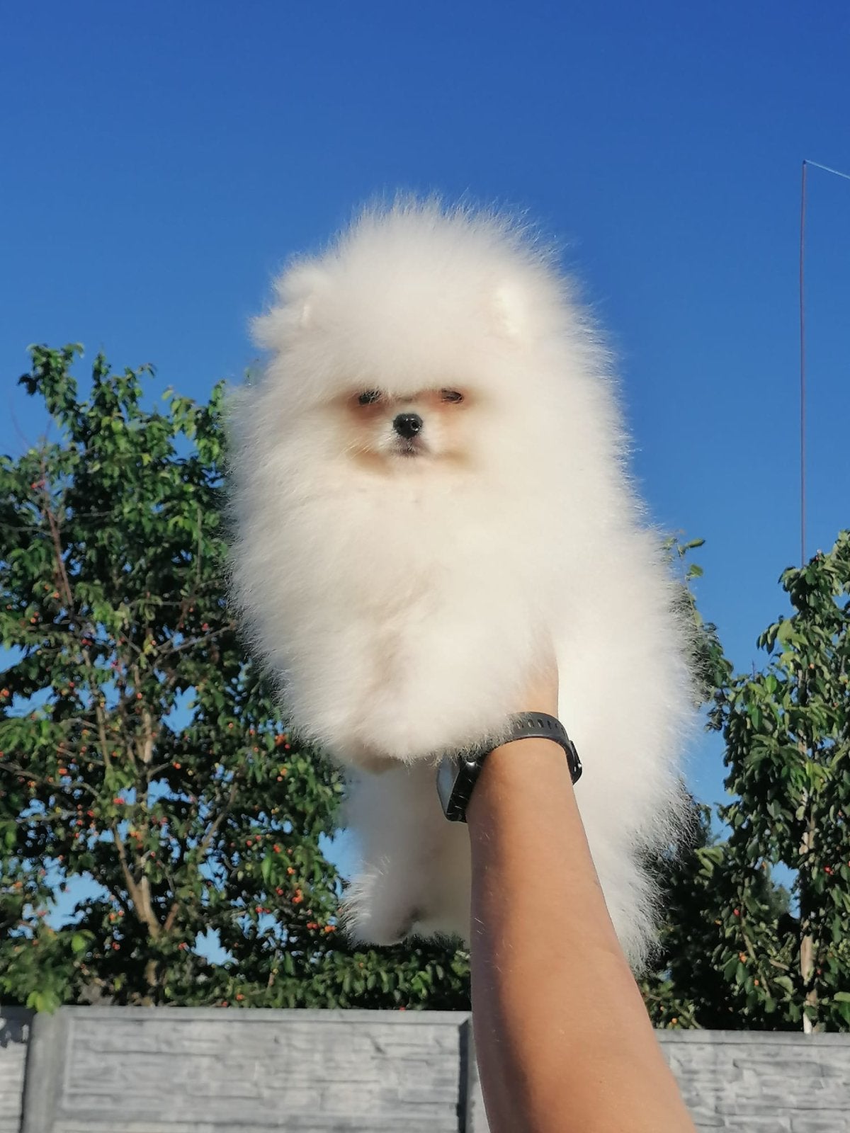 Pomeriaan pup, Keeshond, 15 weken tot 1 jaar, Reu, Parvo